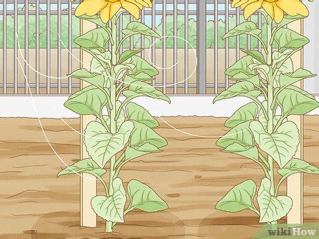 how to stake sunflowers|How to Care for Sunflowers: 15 Steps (with Pictures).